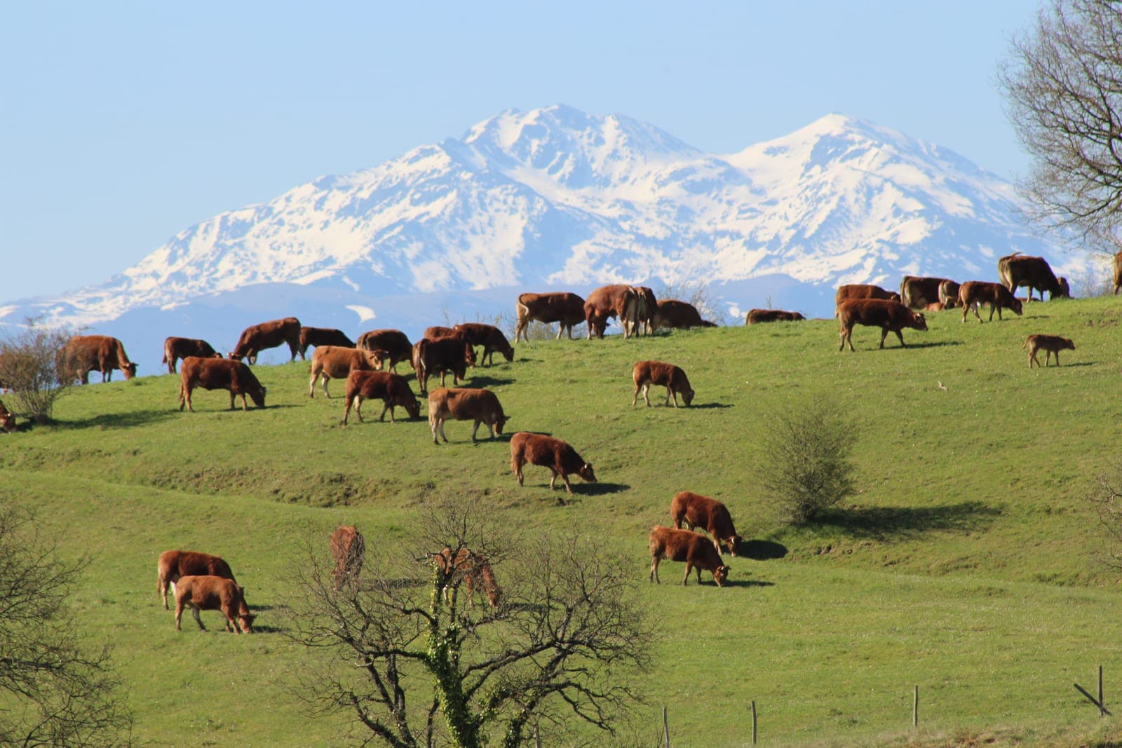 Vaches limousines au pâturage au Domaine de la Trille