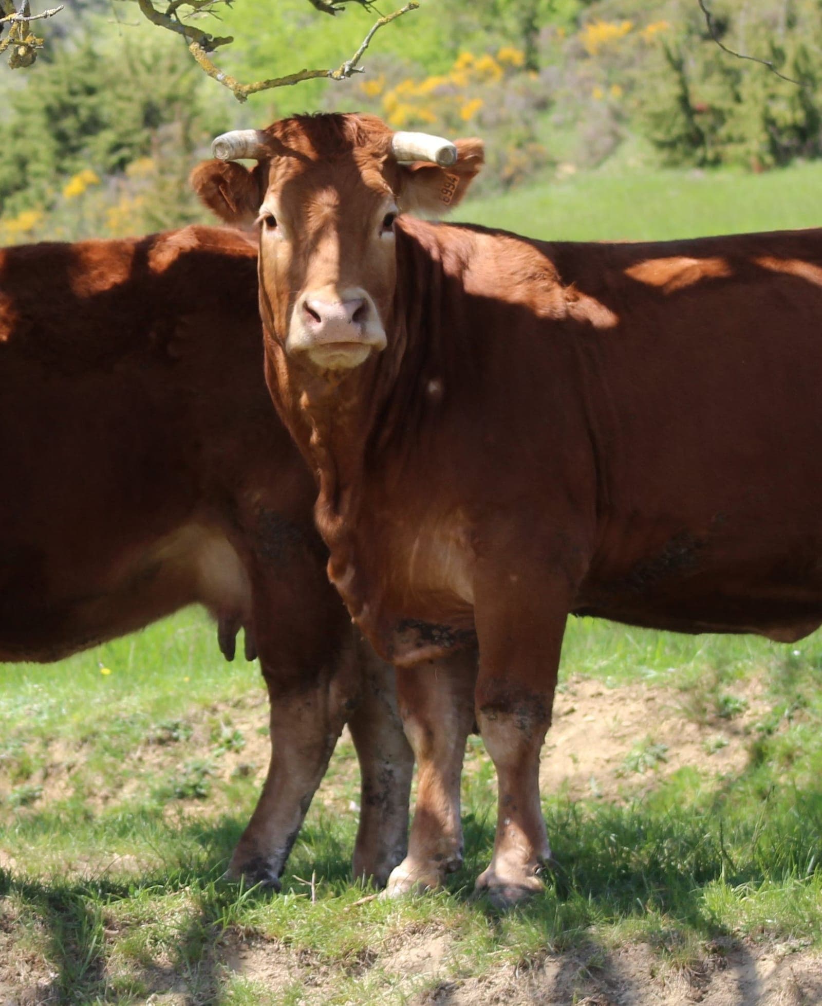 Vache limousine du Domaine de la Trille en Ariège